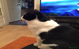 British Shorthair cats for sale: Roxxy - with a double X  - Image 17