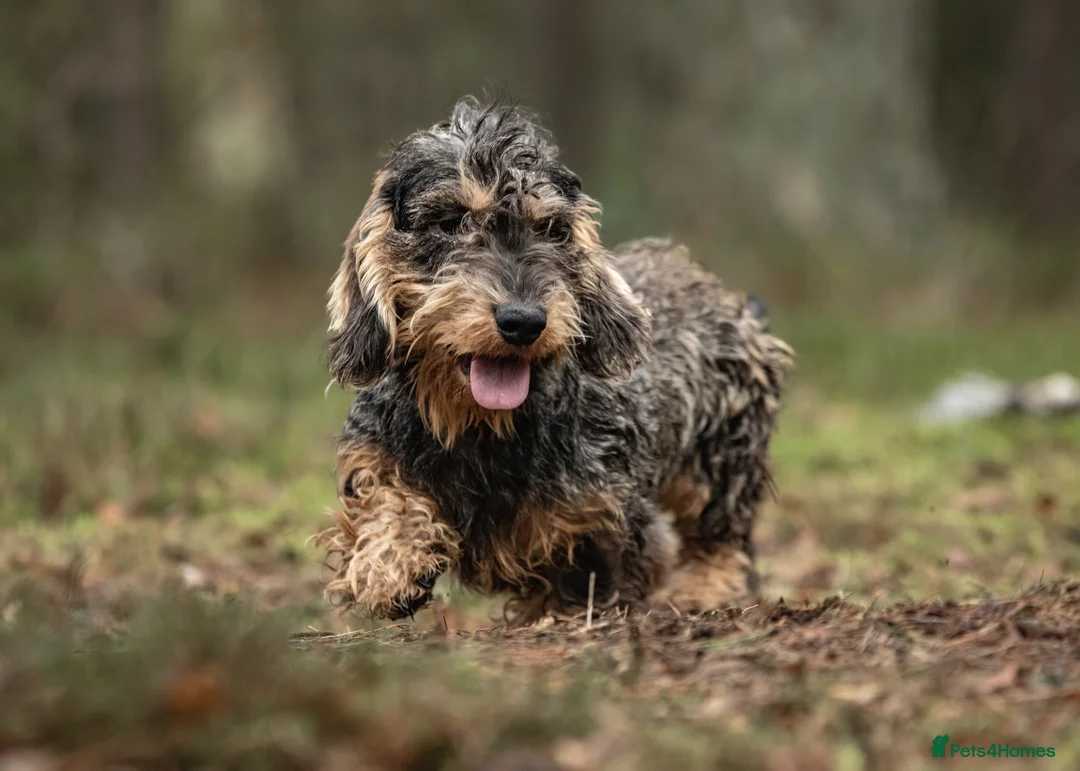 Dachshund dogs for stud: Standard Wirehaired Teckel KC Reg in Pickering - Advert 3