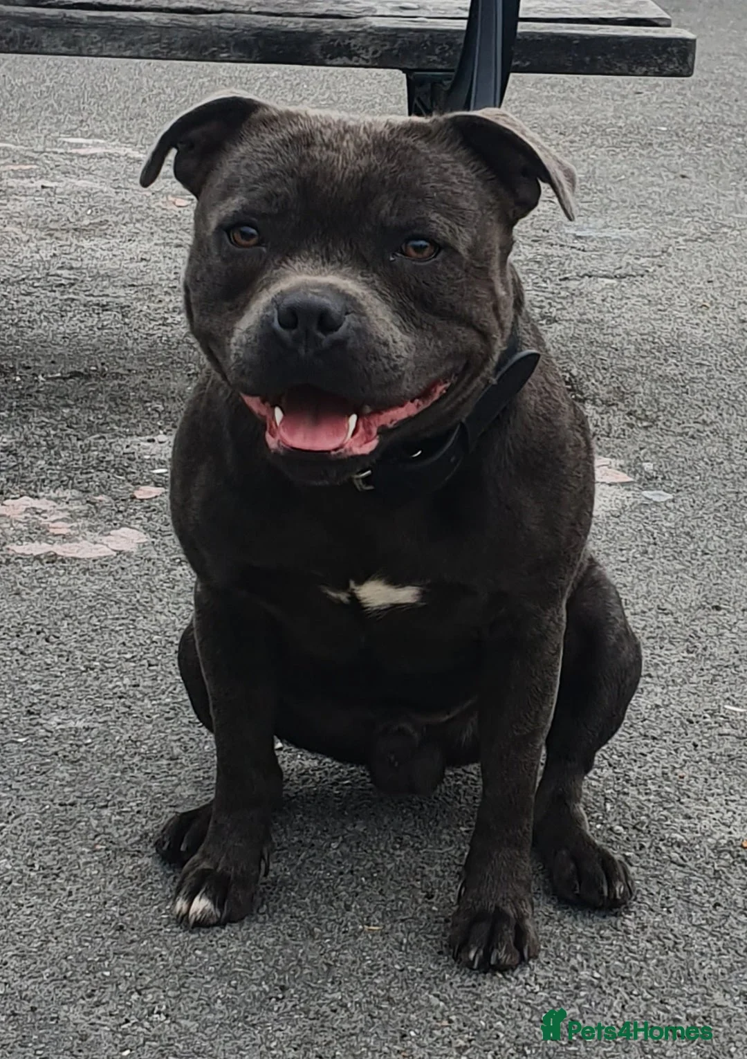 Staffordshire Bull Terrier dogs for stud: **ROSCO**OUTSTANDING BLUE STUD! in Birmingham - Advert 5