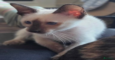 Oriental cats 2 late bloomers, gccf registered purebred siamese  - Advert 13