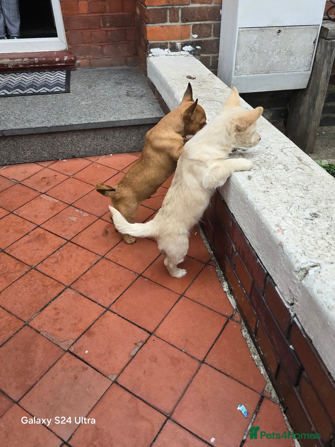 Mixed Breed dogs for sale: Puppy  - Advert 11