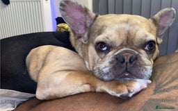 French Bulldog dogs for sale: French bulldog  - Image 1