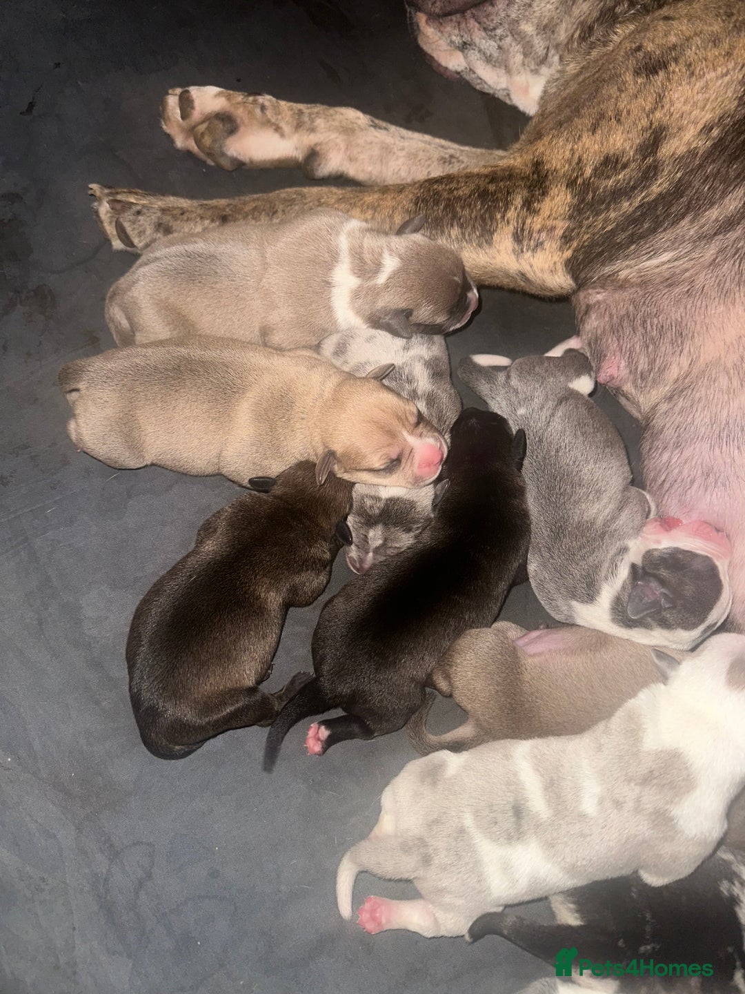 Mixed Breed dogs for sale: American bull staff puppies  - Image 13