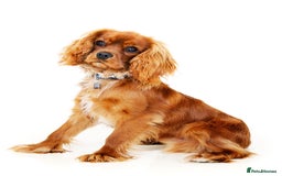 Cavalier King Charles Spaniel dogs for stud: Ruby Cavalier King Charles Spaniel for Stud duties - Image 2