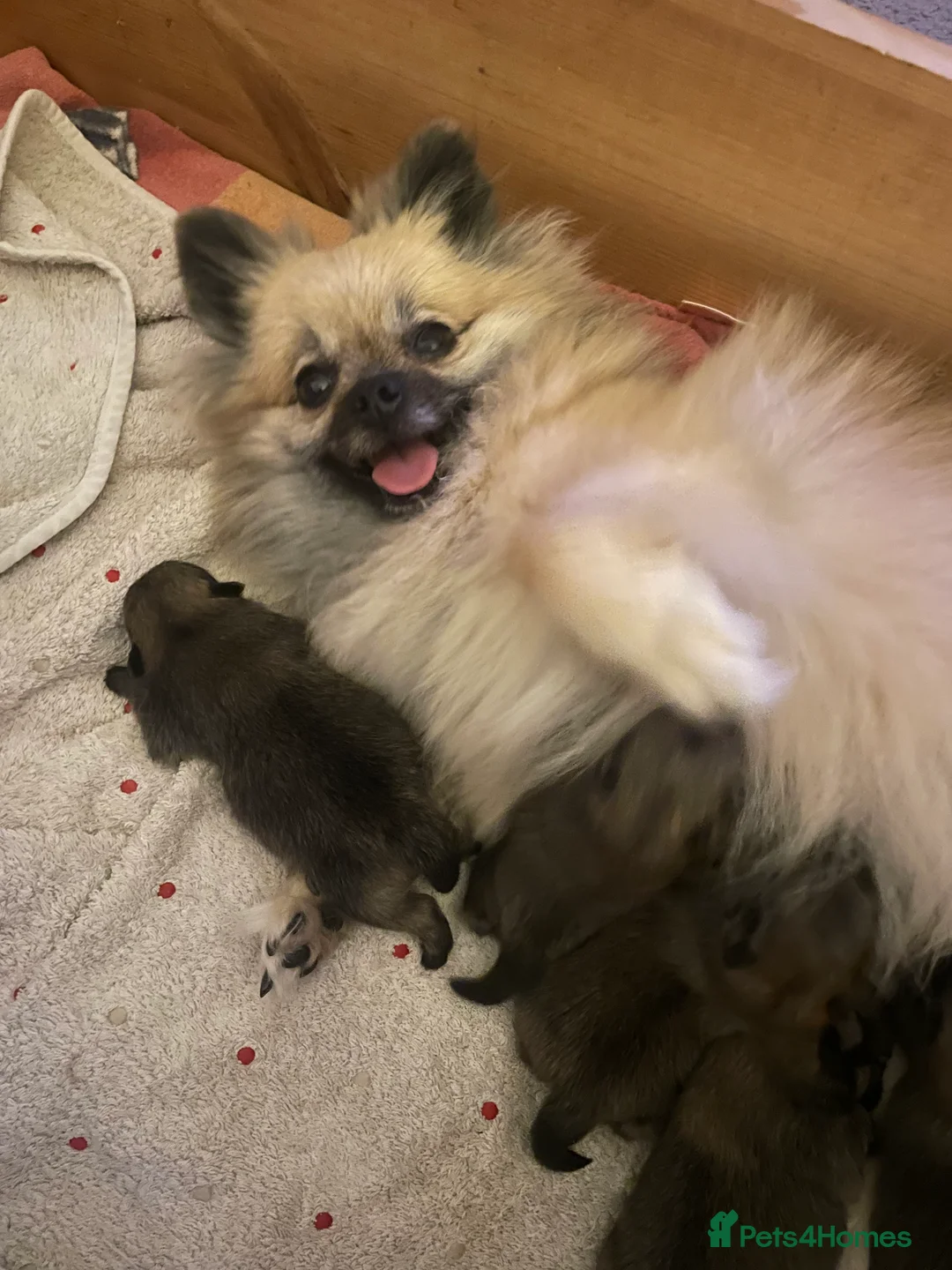 Pomeranian dogs for sale: 5 Generation champion Russian bloodline - Advert 5