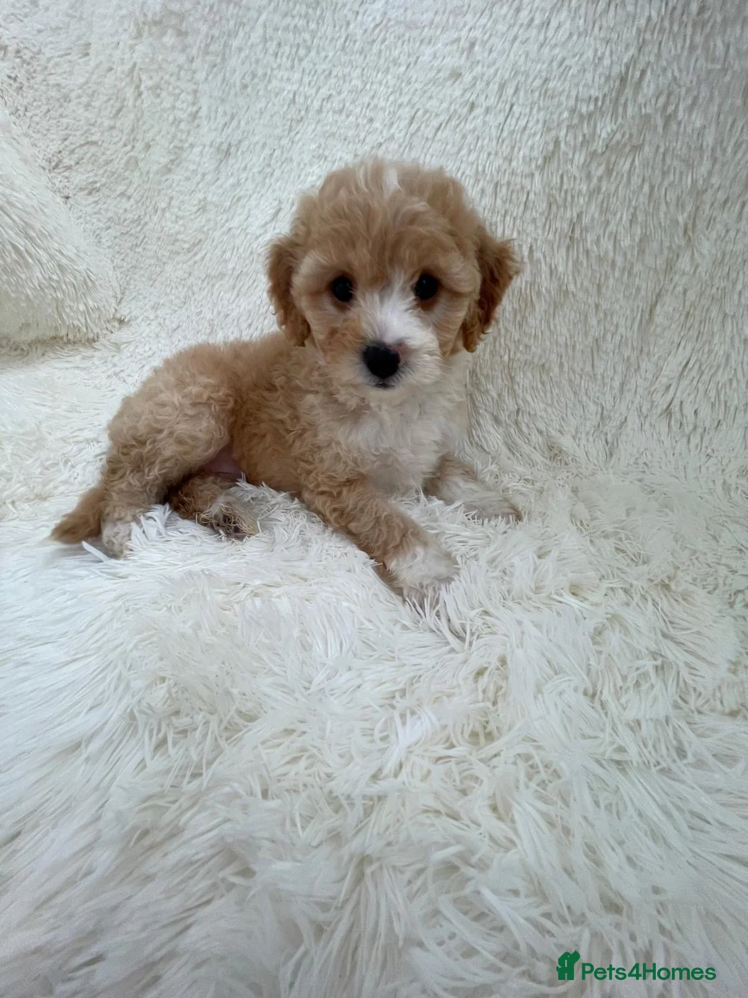 Maltipoo dogs for sale: Maltipoo puppys  in Swanley - Advert 1