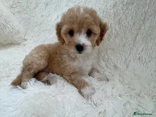 Maltipoo dogs Maltipoo puppys - Advert 2