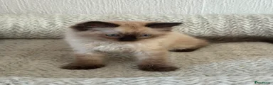 Ragdoll 3