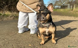 French Bulldog dogs for sale: Blue and tan merle girl for sale  - Image 1