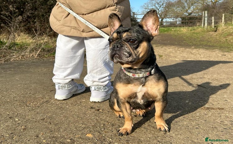 French Bulldog dogs - Advert 2