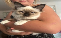 Ragdoll cats for sale: X3 Ragdolls (Flame point, bicolour and seal point) - Image 9