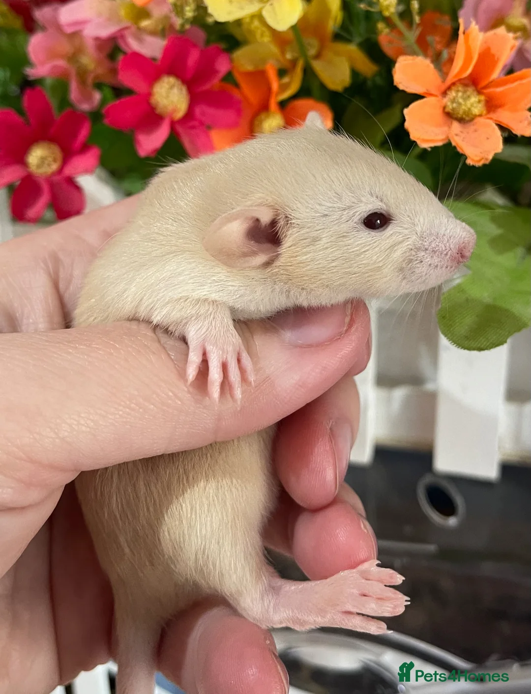 Rat rodents for sale: Gorgeous baby Dumbo Rats for Sale! - Advert 7