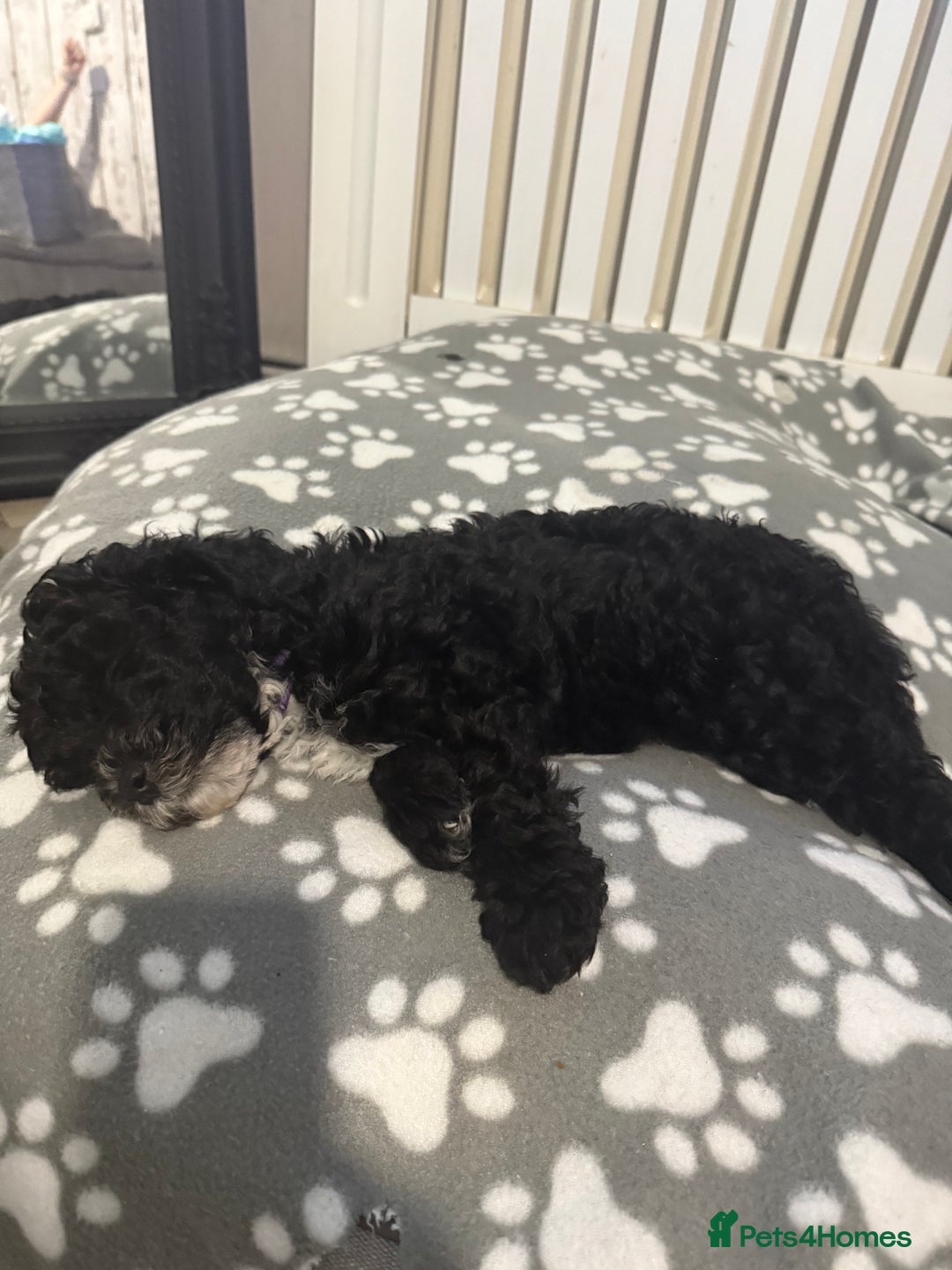 Cockapoo dogs for sale: 🐾ready to leave  black and white cockapoo - Image 31
