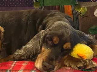 Cocker Spaniel dogs Female show cooker spaniel four years old - Advert 5