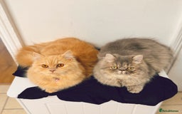 Persian cats for sale: Persian kittens 2 gorgeous boys  - Image 4