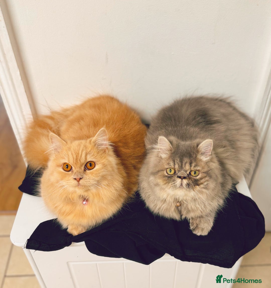 Persian cats for sale: Persian kittens 2 gorgeous boys  - Image 4