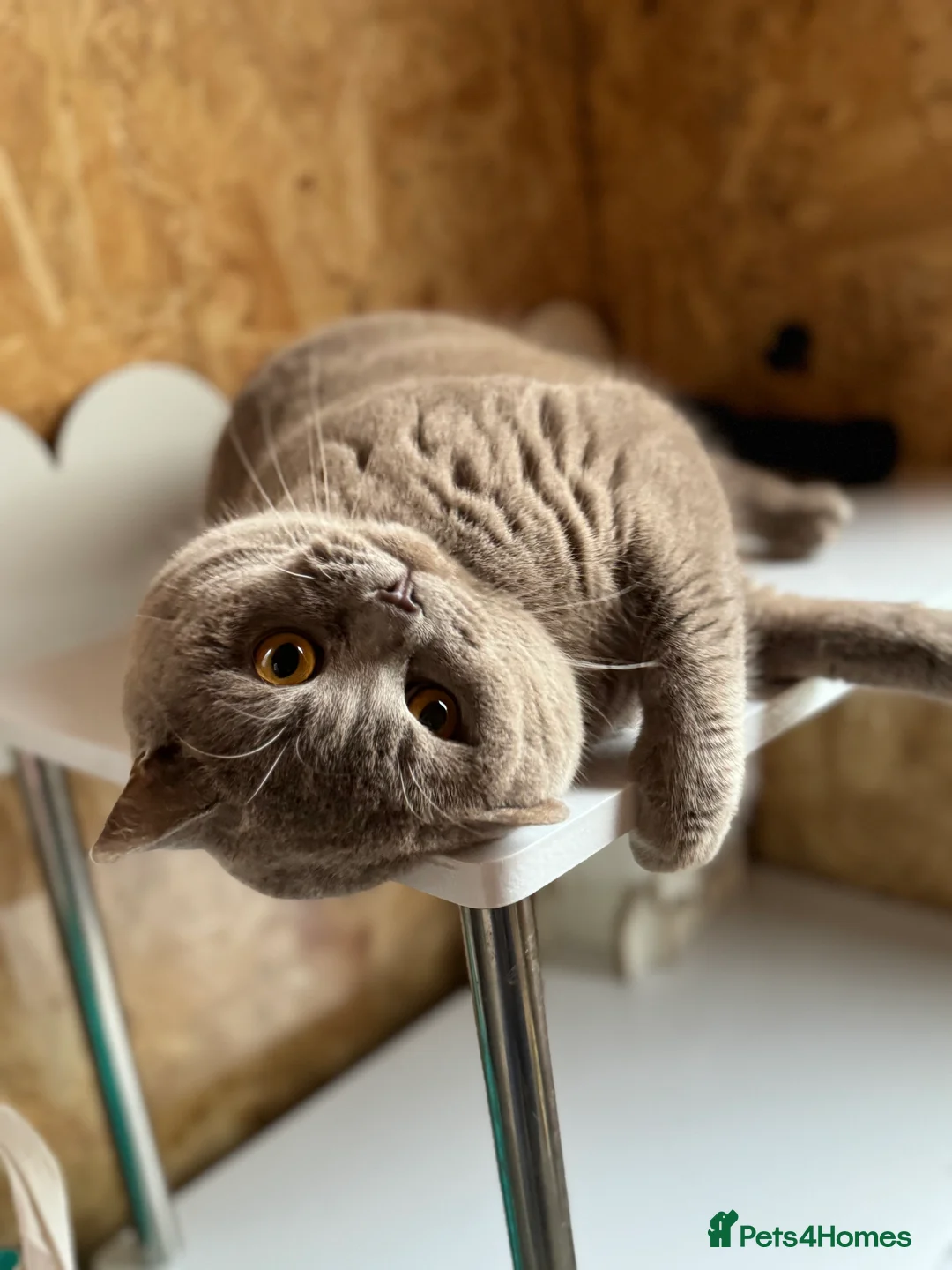 British Shorthair cats for stud: ⭐️LILAC STUD BOY ( GCCF, TICA REG )  in Preston - Advert 6
