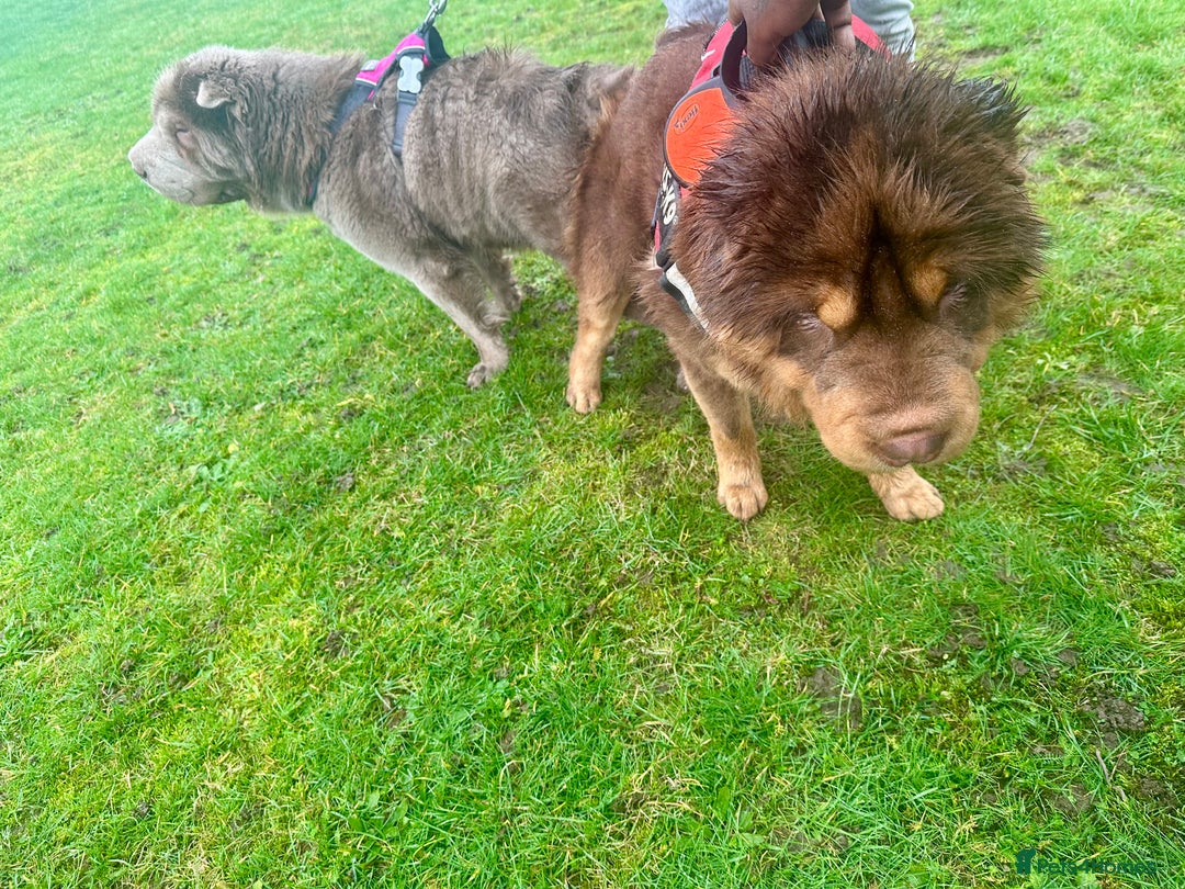 Shar Pei dogs for stud: Choc and tan top quality Sharpei stud  - Advert 10