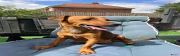 Jackapoo dogs for sale: Beautiful jackapoo puppies  - Advert 2
