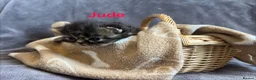 Persian cats for sale: Beautiful litter of Persian kittens, PKD Neg - Advert 14
