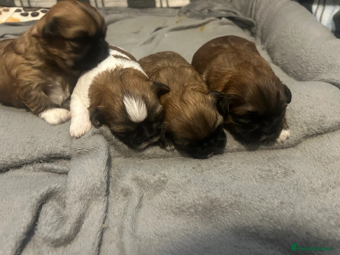 Shih Tzu dogs for stud: Our beautiful boy Arlo available for stud in Tipton - Advert 14