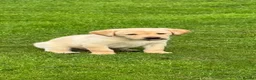 Labrador Retriever dogs for sale: Superb Working Labrador Puppies - Advert 16