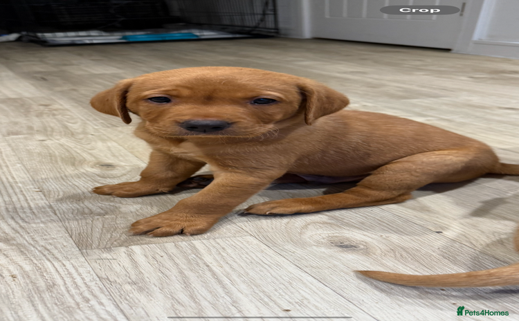 Labrador Retriever dogs - Advert 14