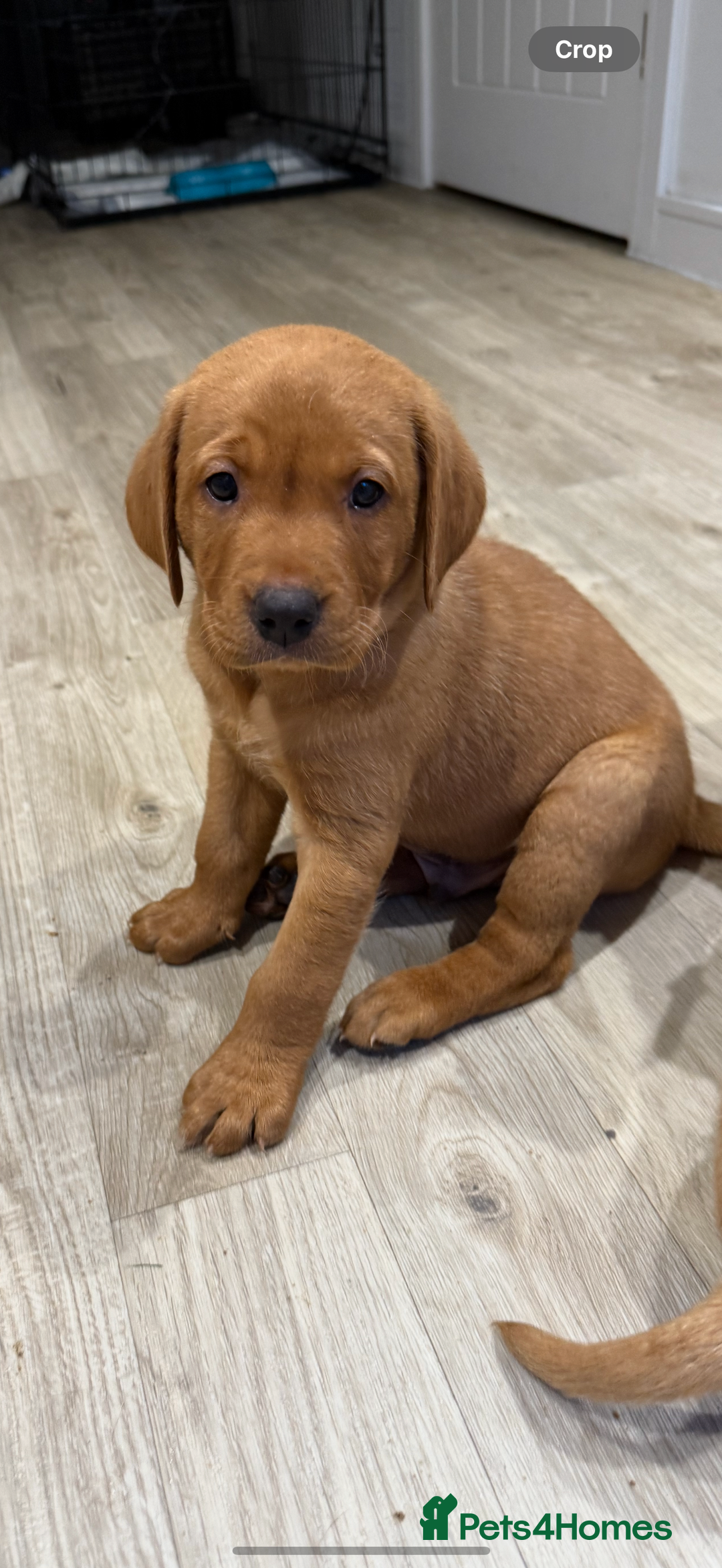 Labrador Retriever dogs for sale: KC Red fox Labrador retrievers  - Image 3