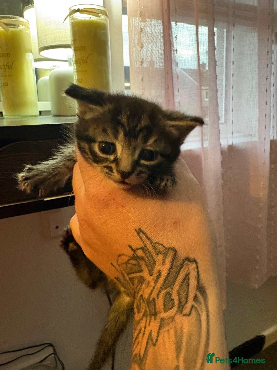 Mixed Breed cats for sale: 3 Beautiful Kittens - Image 10
