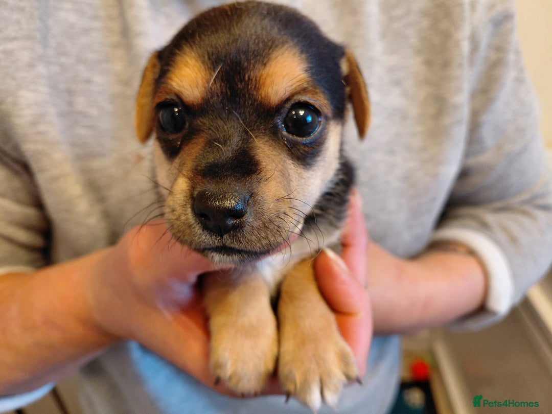 Jack Russell dogs for sale: Jack Russell Puppies - Image 2