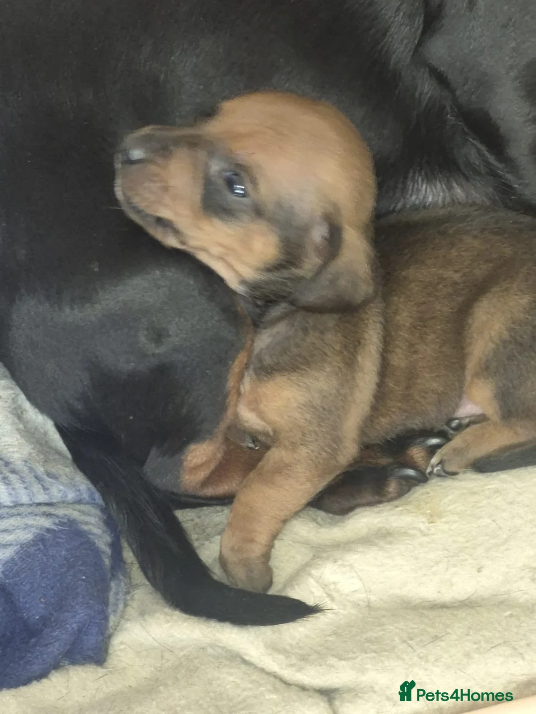 Dachshund dogs for sale: Dachshund puppies - Advert 2
