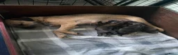 Border Terrier dogs for sale: Border Terrier Puppies  - Advert 2