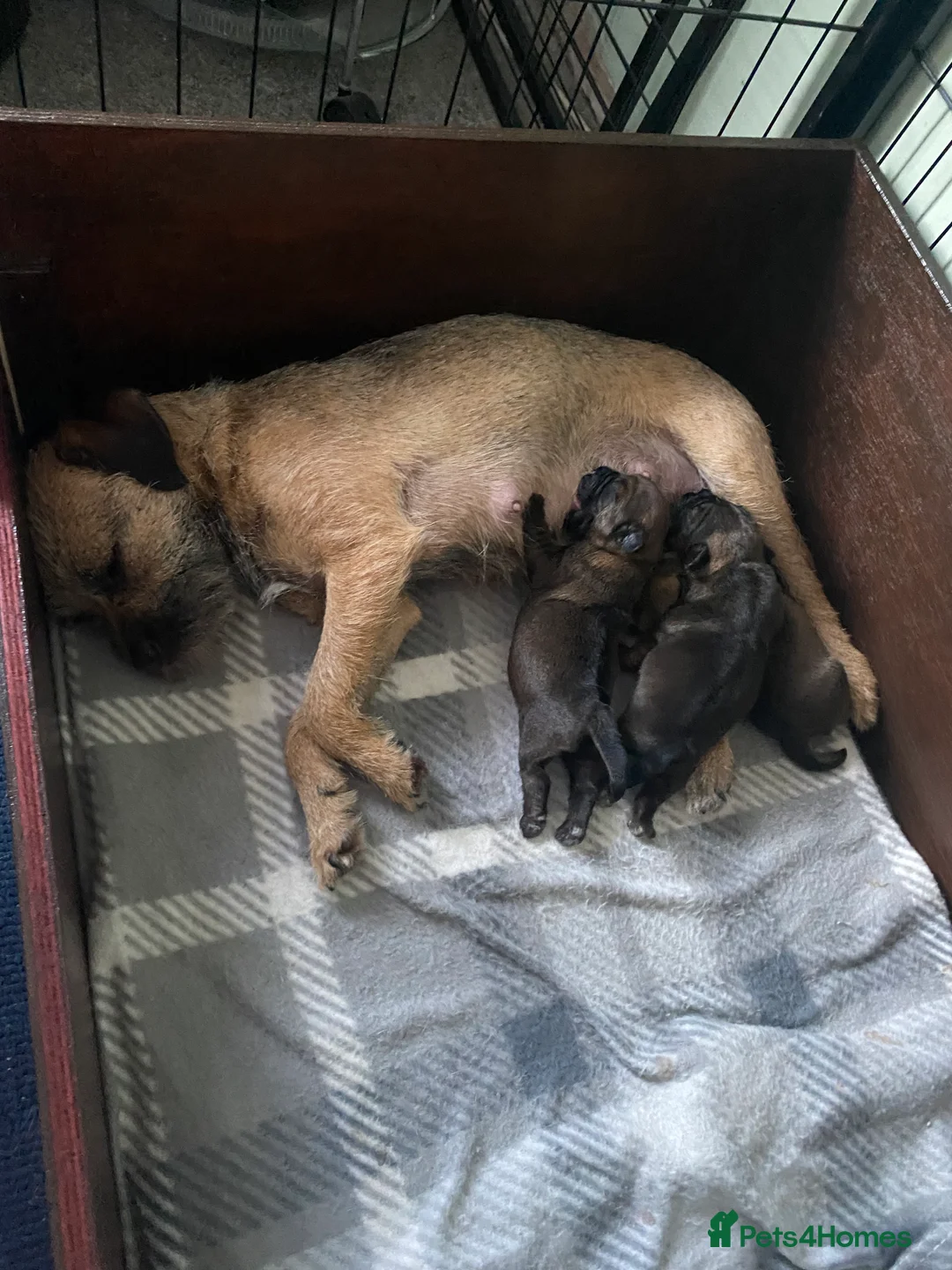 Border Terrier dogs for sale: Border Terrier Puppies  - Advert 2
