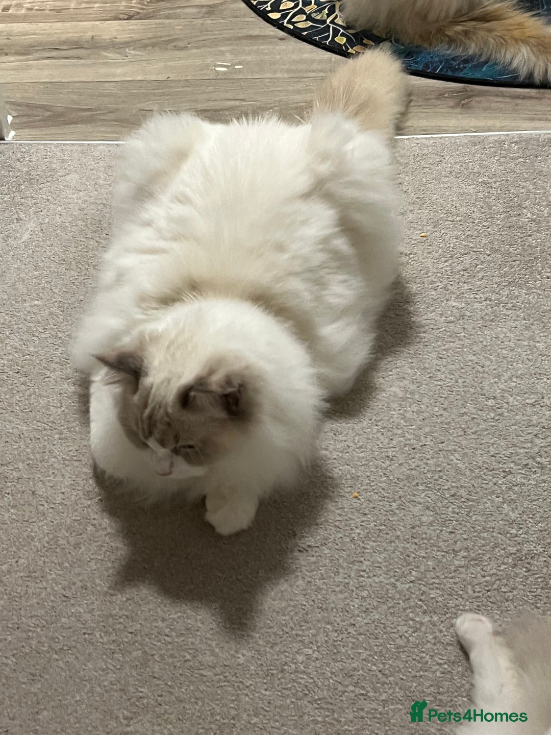 Ragdoll cats for sale: Rare blue+lilac bicolour + blue tortie kittens - Advert 14