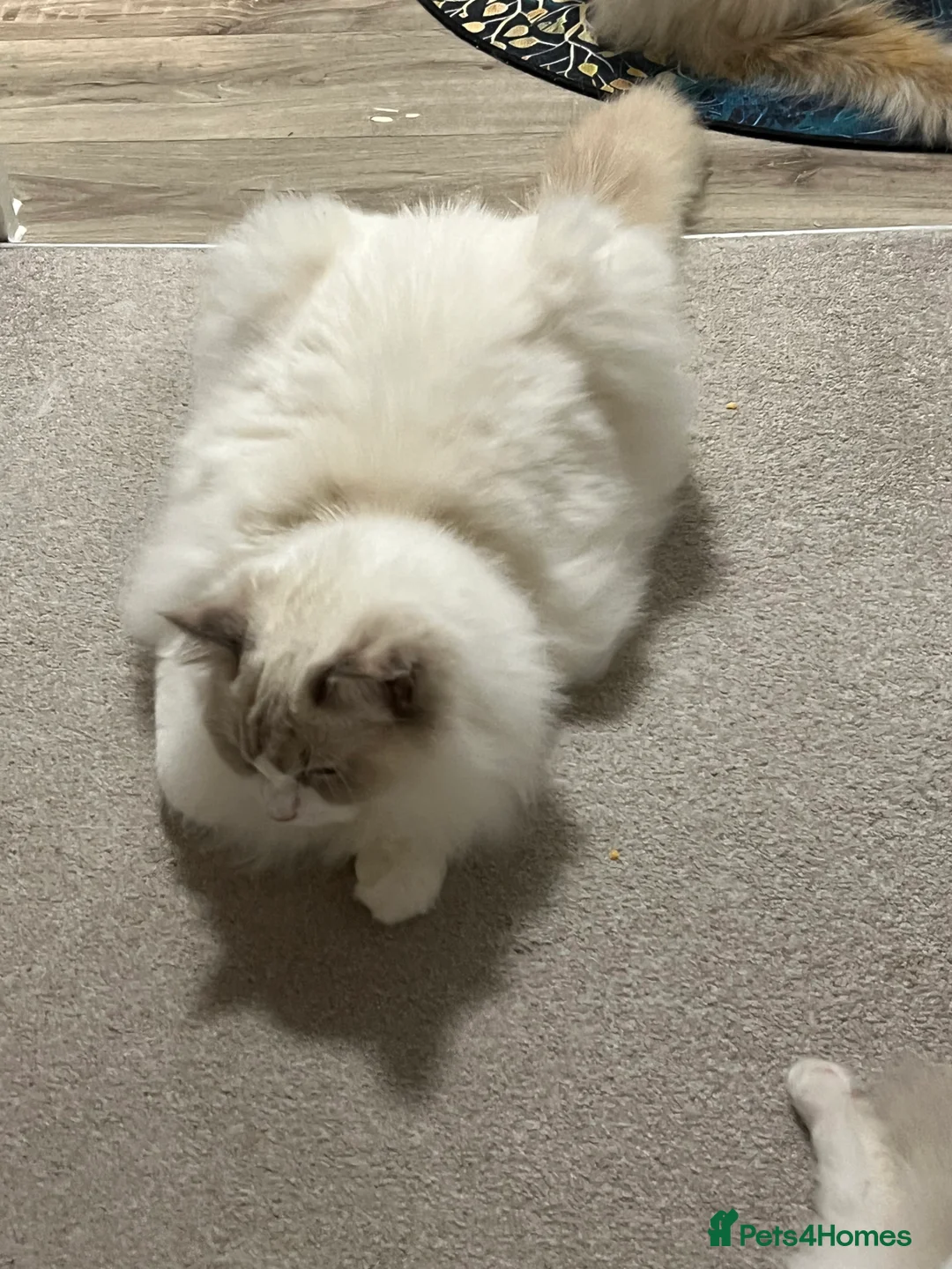 Ragdoll cats for sale: Rare blue+lilac bicolour + blue tortie kittens - Advert 12