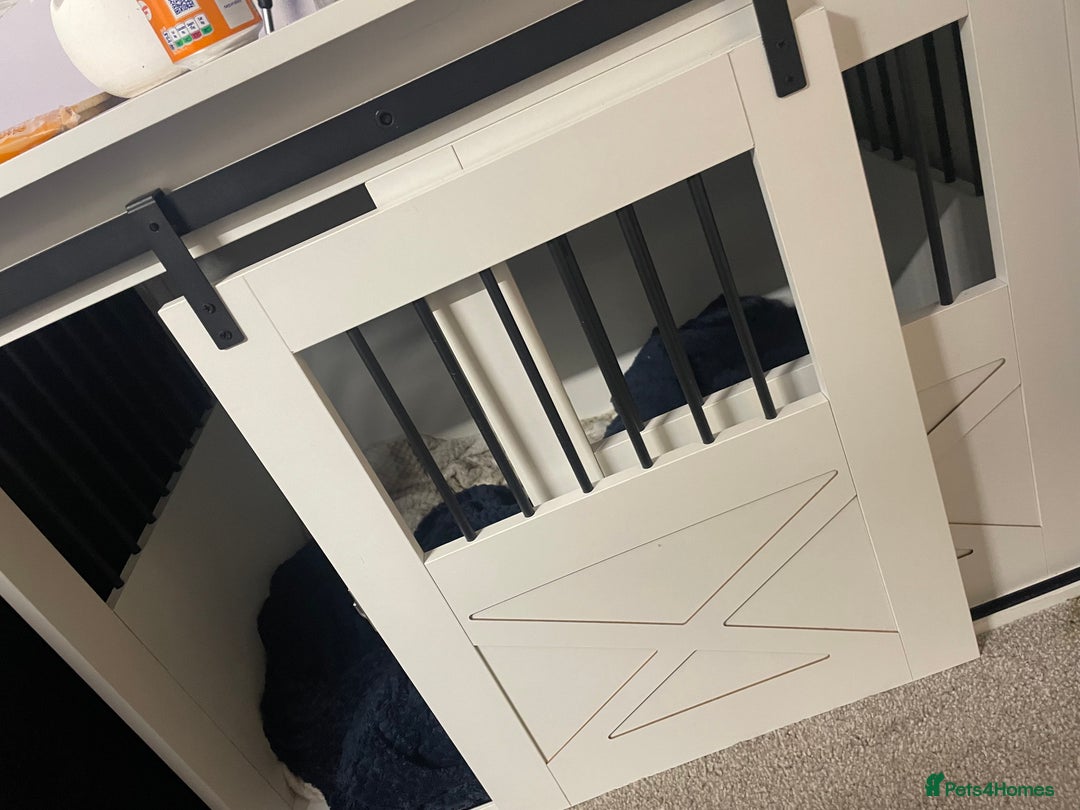 Mixed Breed dogs for sale: Cane corso x staff comes with cage and toys  - Image 2