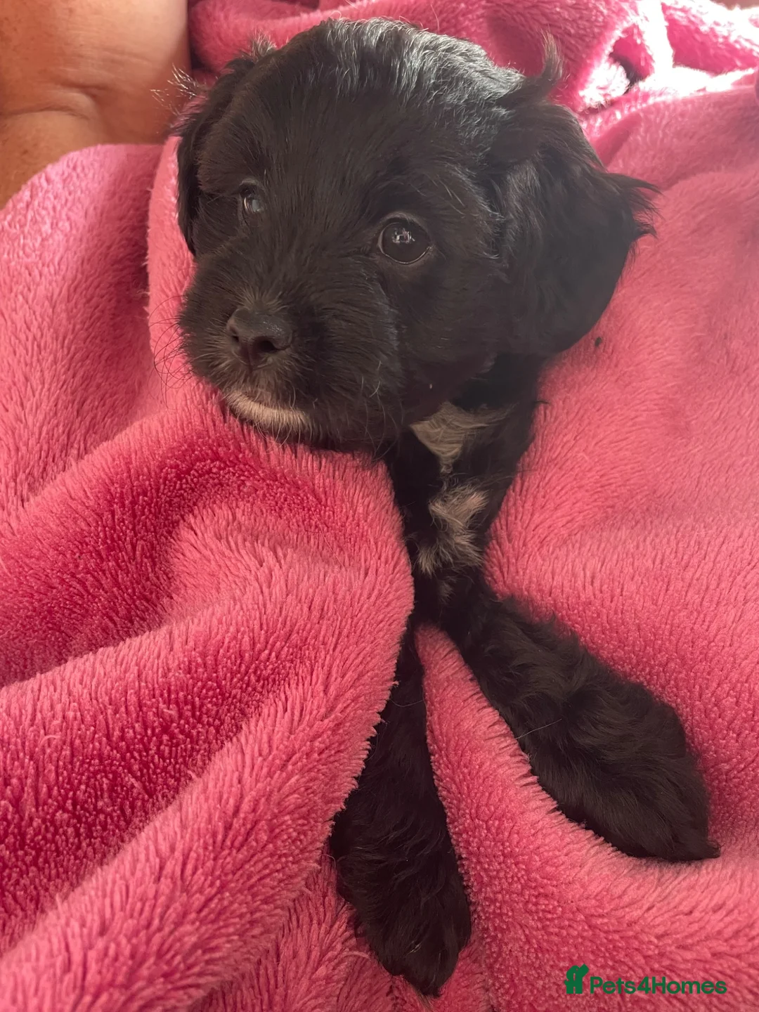 Shihpoo dogs for sale: READY SOON  in Louth - Advert 7
