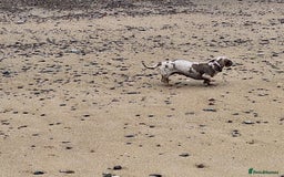 Miniature Dachshund dogs for sale: Paris  - Image 4