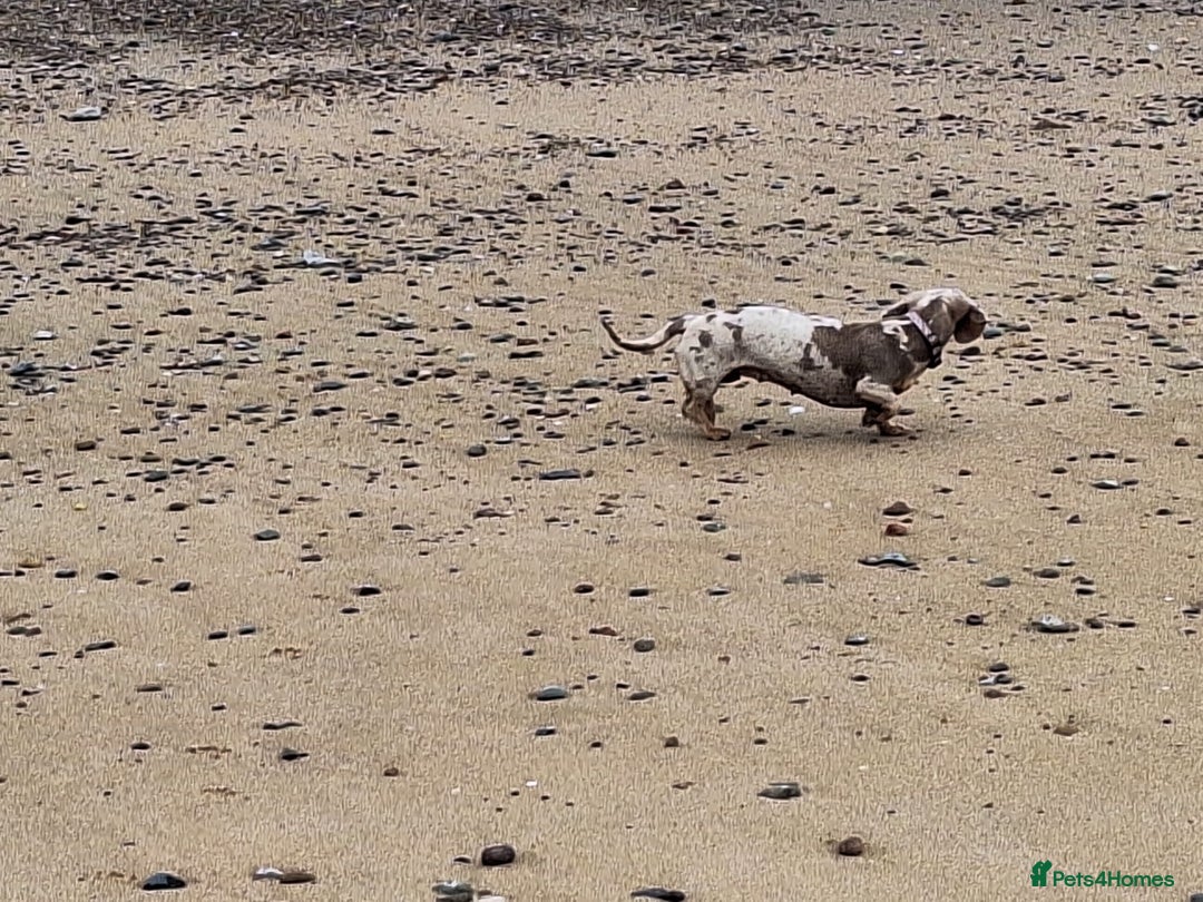 Miniature Dachshund dogs for sale: Paris  - Image 4