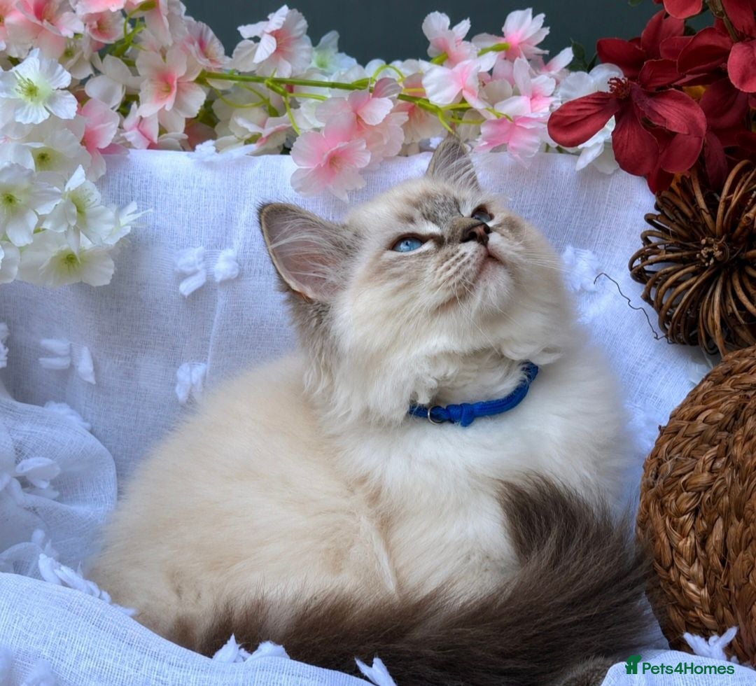 Ragdoll cats 1 Boy Left TICA-Registered – Floppy & Loving - Advert 2