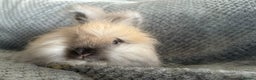 Angora rabbits for sale: Full Faced English Angoras - Advert 3