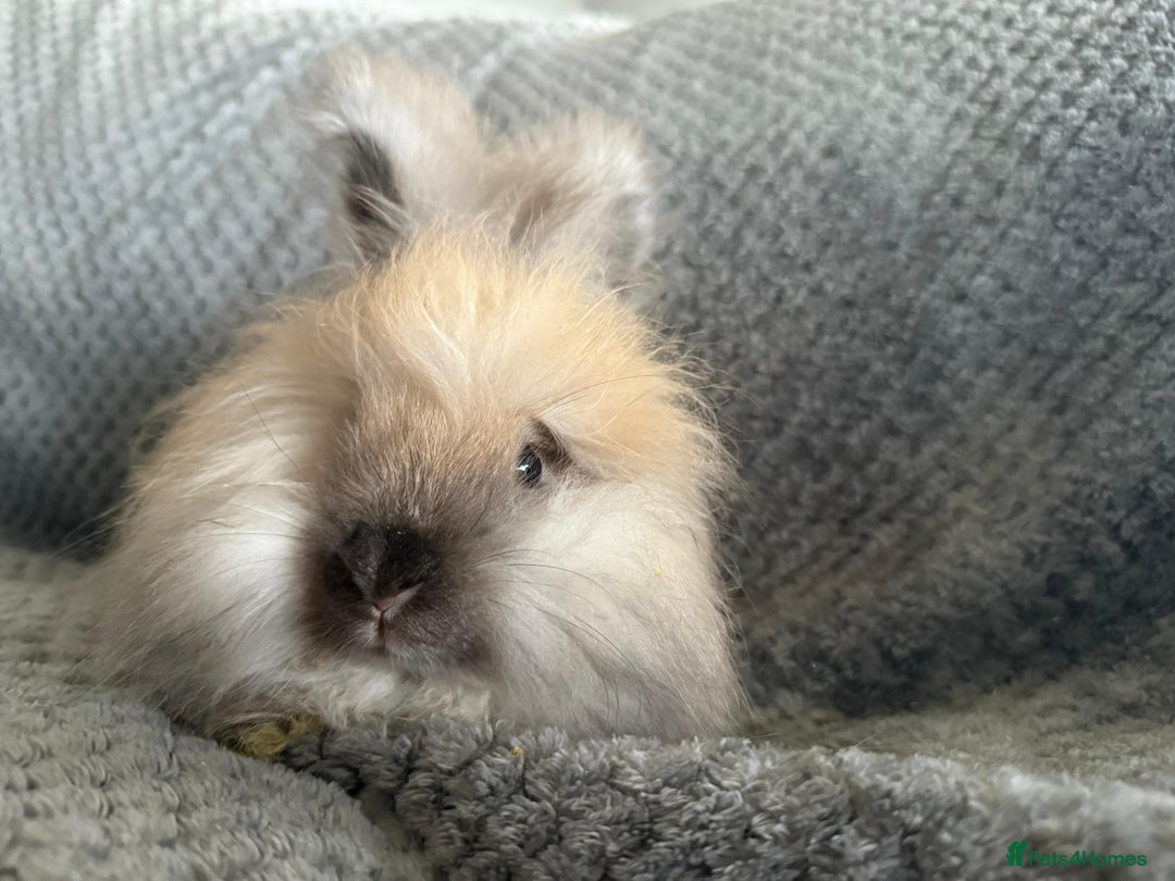 Angora rabbits for sale: Full Faced English Angoras - Advert 3