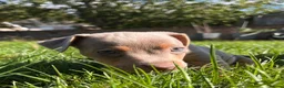 Jack Russell dogs for sale: Ready to leave lilac jack Russell’s  - Advert 6