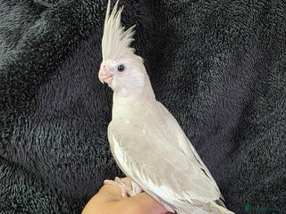 Cockatiels birds Silly hand tamed baby cockatiels for sale - Advert 14