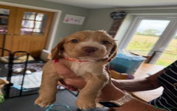 Cocker Spaniel dogs for sale: Cocker spaniel puppies for sale  - Image 12