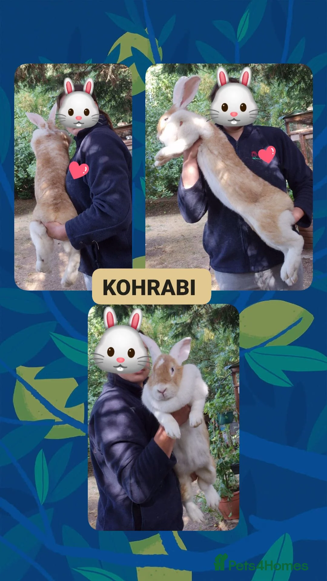 Continental Giant rabbits for sale: VACCINATED Pure Continental Giant  - Advert 32