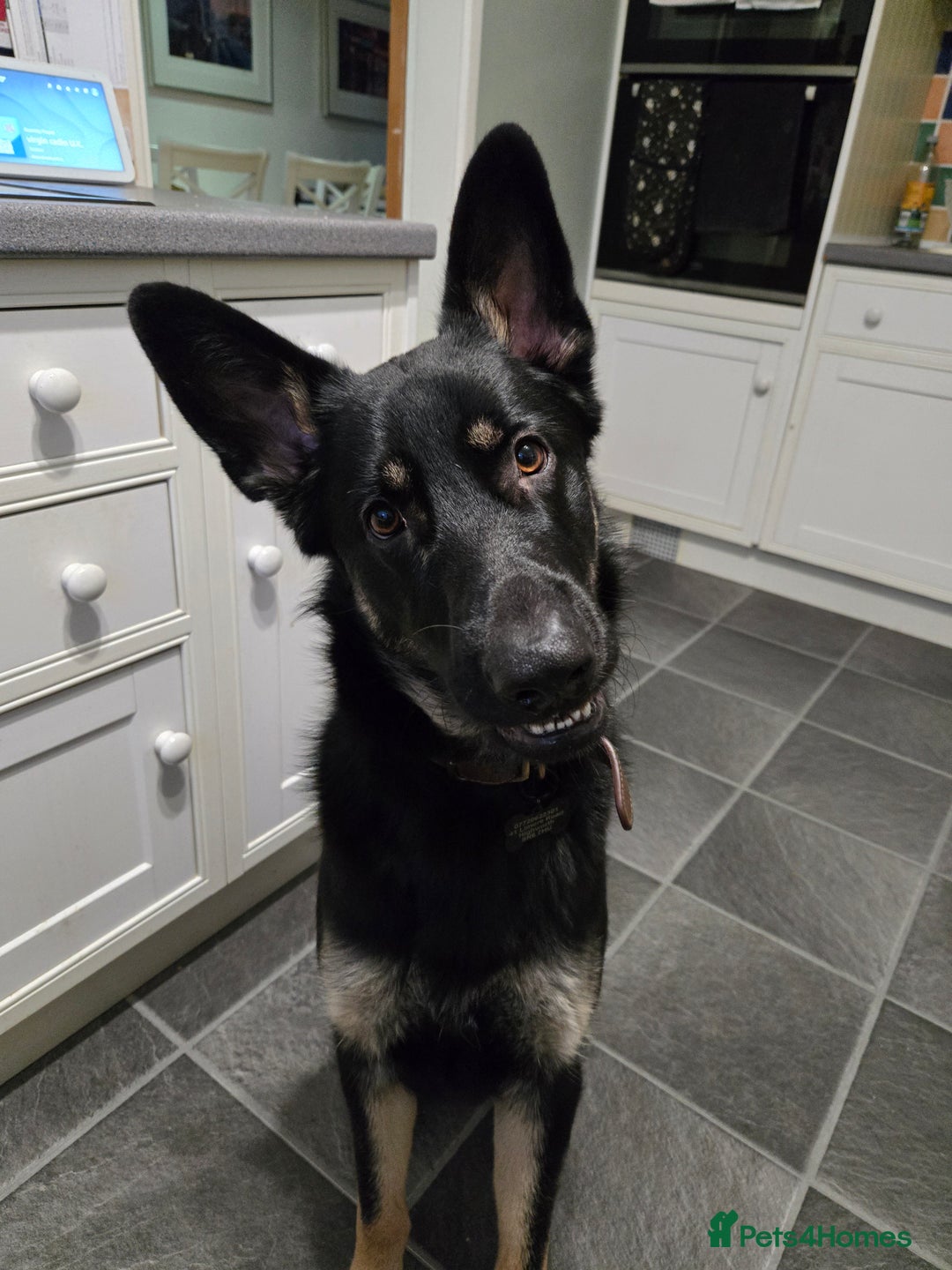 German Shepherd dogs for sale: Male 10 month old German Sheppard  - Advert 7