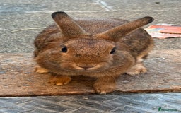 Mixed Breed rabbits for sale: Netherland Dwarf X Mini Lop - Image 8