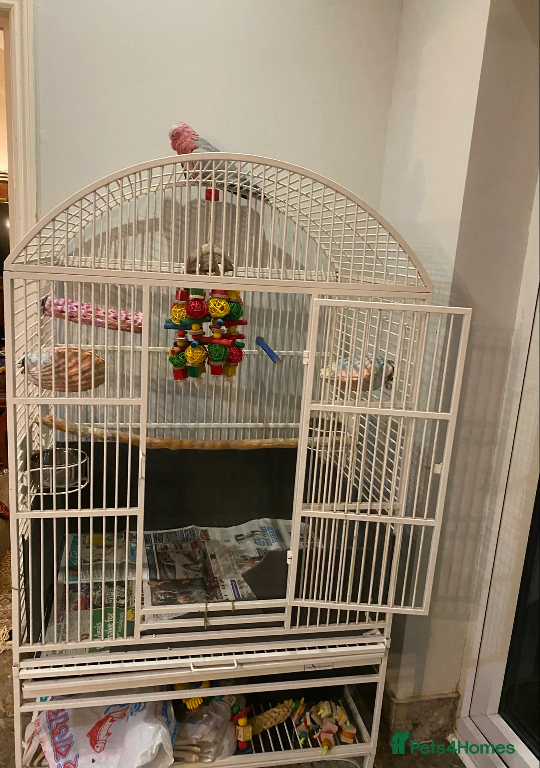 Cockatoo birds for sale: Female Galah Cockatoo - Advert 11