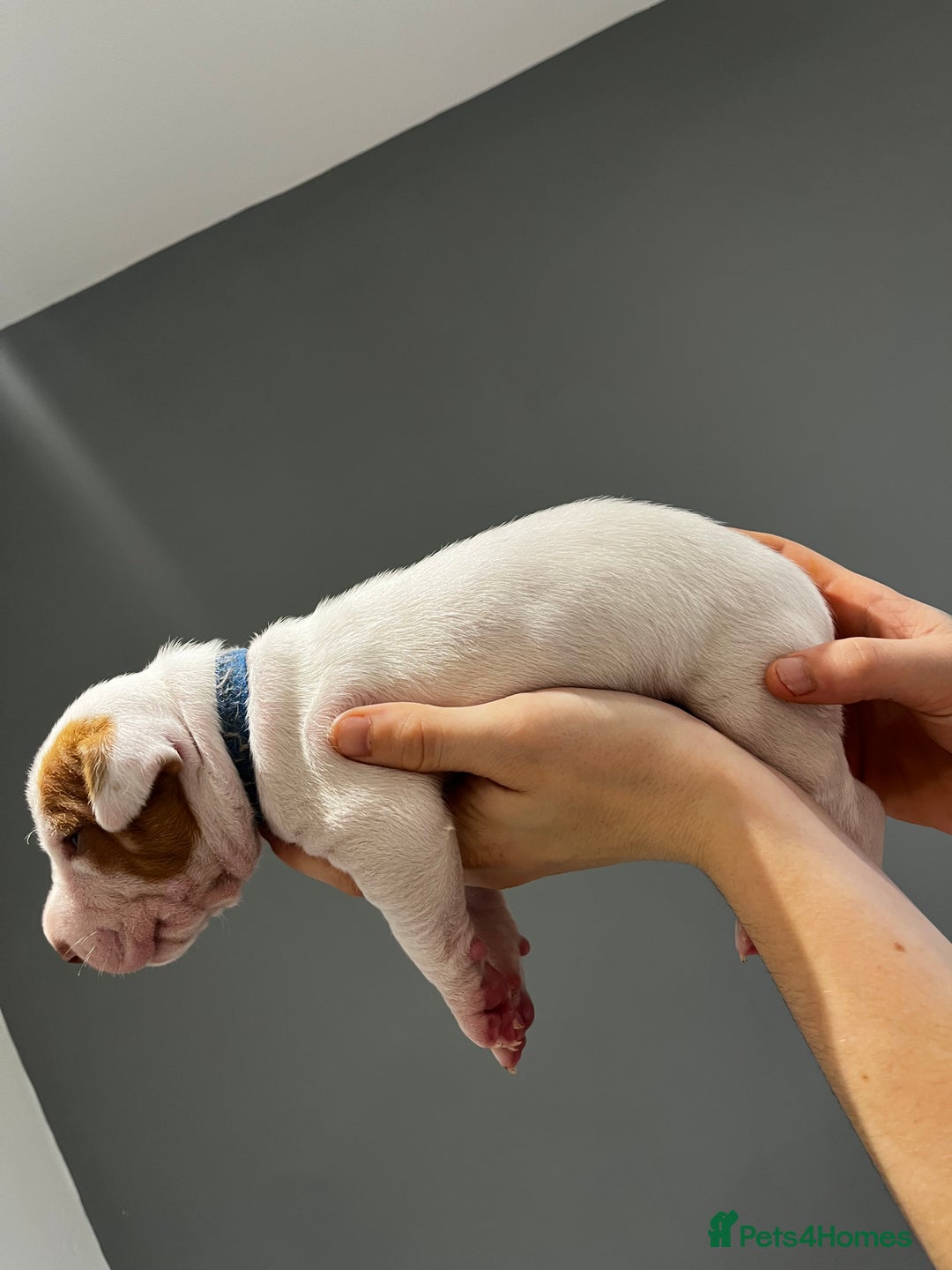 Mixed Breed dogs for sale: Staffy mix pups  - Image 10
